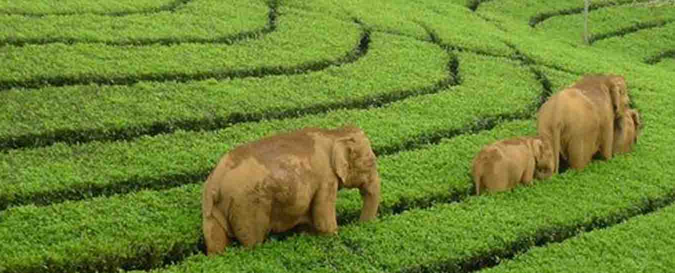 Kerala Tour Packages From Coimbatore