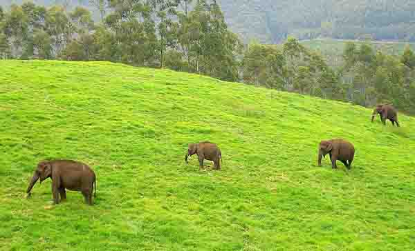 kerala tourist destination munnar