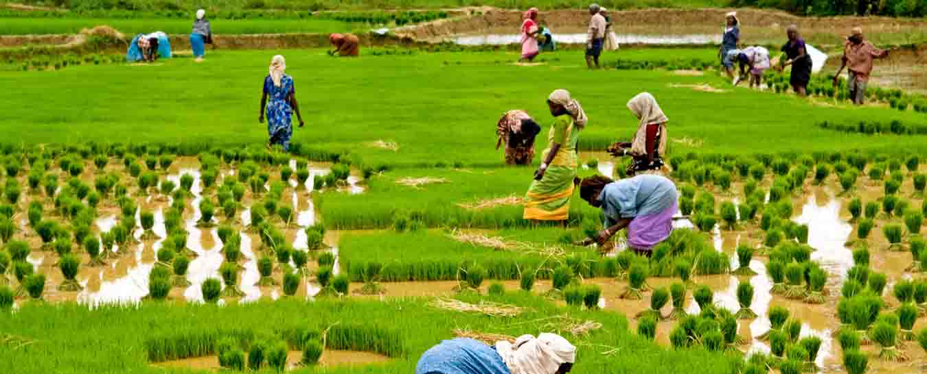 kerala village life