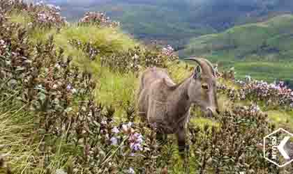 munnar