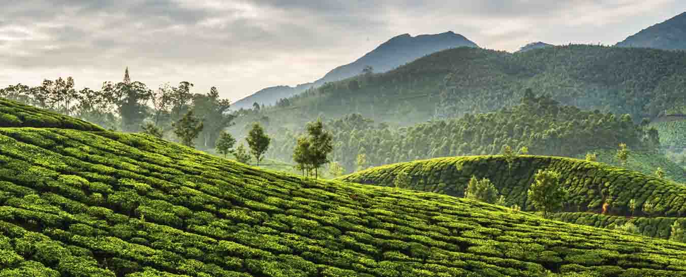 munnar tour packages