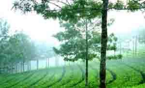 Munnar tour packages