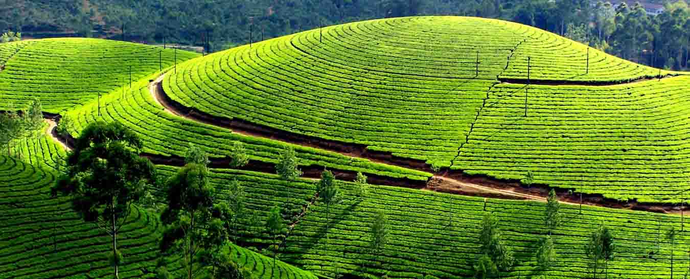 munnar tourism